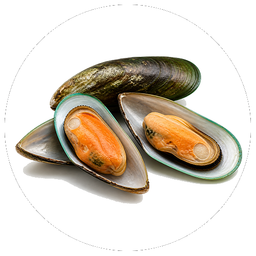 Mejillón de labio verde