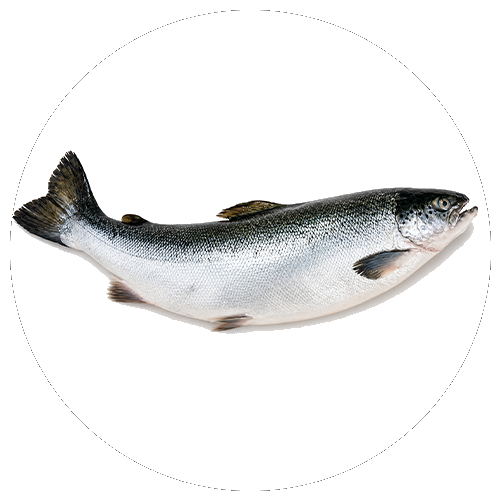 Carne de pescado