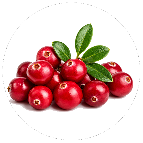 Arándano rojo